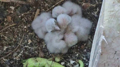 Saksıda yumurtlayan kerkenez 6. kattaki balkonu yaban hayatına &ccedil;evirdi
