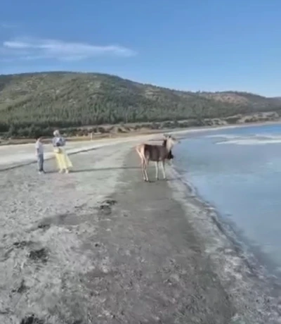 Salda Gölü’nün maskot geyiği, vatandaşlarla keyifli anlar yaşadı
