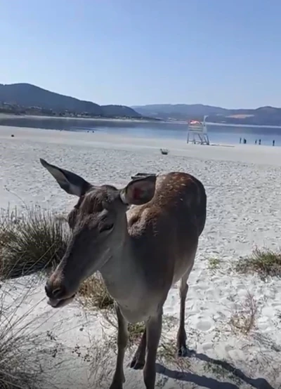 Salda Gölüne inen geyik cep telefonu kamerasına yansıdı
