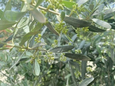 Salihli&rsquo;de halkalı leke uyarısı
