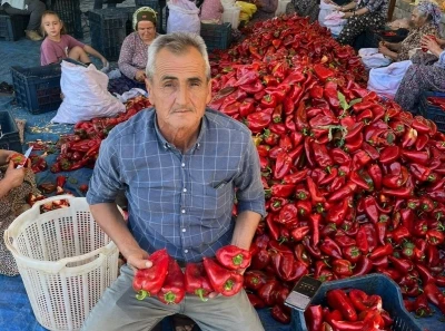 Salihli’de kapya biberde hasat zamanı
