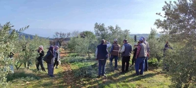 Salihli’de ücretsiz zeytin budama kursu başlıyor
