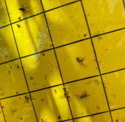 Salihli’de üreticiler ‘zeytin sineği’ne karşı bir kez daha uyarıldı
