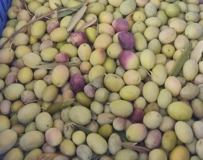 Salihli’de üreticiler zeytin sineğine karşı son kez uyarıldı
