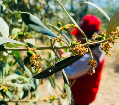Salihli&rsquo;de zeytin g&uuml;vesi alarmı

