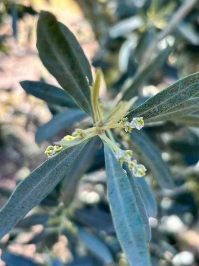 Salihli&rsquo;de zeytin &uuml;reticilerine "Zeytin Pamuklu Biti" uyarısı
