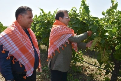 Salihli Kaymakamı Güldoğan üzüm hasadı yaptı
