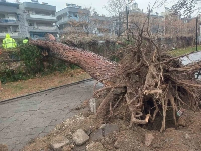 Salihli&rsquo;yi fırtına vurdu, ağa&ccedil;lar devrildi, &ccedil;atılar u&ccedil;tu

