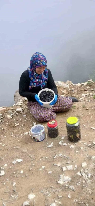 Şalpazarı yaylalarında yaban mersini bereketi
