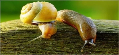 Salyangoz ve s&uuml;m&uuml;kl&uuml; b&ouml;cek uyarısı
