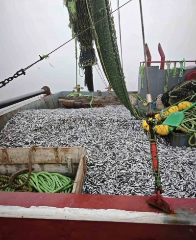 Samsun’da 1 milyon 843 bin 550 kilo hamsi denetlendi
