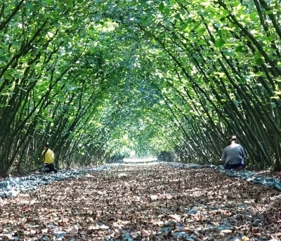Samsun’da 63 yatırımcıya fındık hasat filesi hibesi
