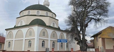 Samsun&rsquo;da asırlık &ccedil;itlembik ağacı i&ccedil;in &rsquo;koruma&rsquo; &ccedil;ağrısı
