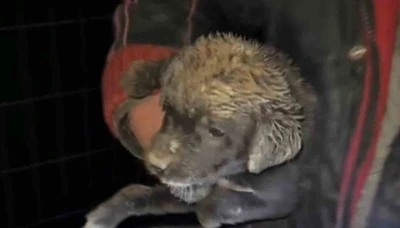 Samsun&rsquo;da &ccedil;ukura d&uuml;şen yavru k&ouml;pek, zabıta ekiplerince kurtarıldı
