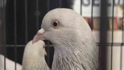 Samsun&rsquo;da g&uuml;vercin severler kenetlendi
