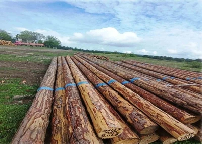 Samsun&rsquo;da orman &uuml;retiminden 1,7 milyar TL katkı
