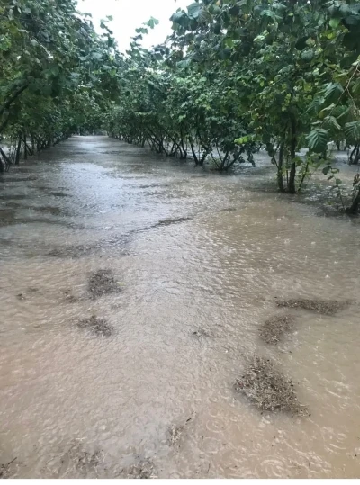 Samsun’da sağanak: Fındık bahçeleri göle döndü
