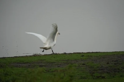 Samsun&rsquo;da yaban hayatına merhamet eli
