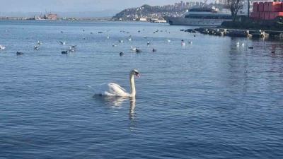 Samsun&rsquo;da yabani kuşlardan g&ouml;rsel ş&ouml;len
