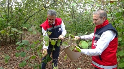 Samsun’da zirai don, fındık rekoltesini düşürdü

