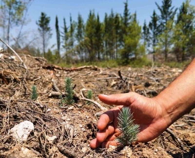 Samsun ormanlarına 426 milyonluk yatırım
