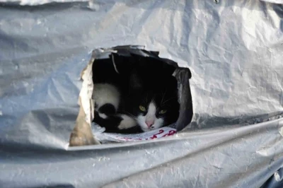 Samsun sahilinde kediler i&ccedil;in sıcak yuva
