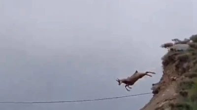 Şamuanın uzun atlayışı kameralara yansıdı
