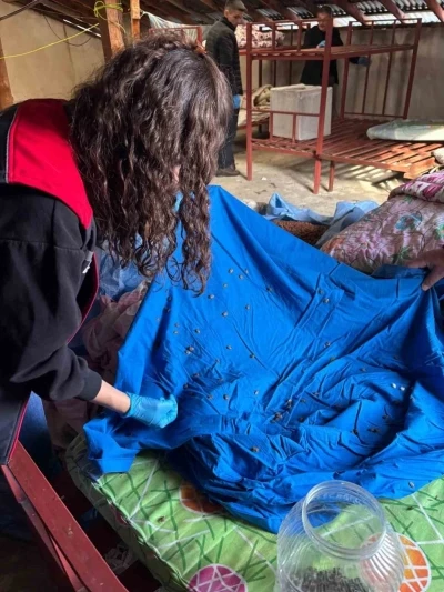 Samuray arısı &uuml;retiminde kullanılmak &uuml;zere kahverengi kokarca topluyorlar
