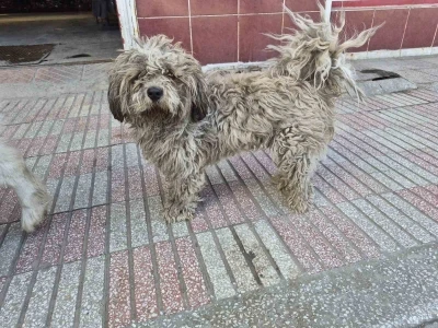 Sanayide t&uuml;yleri kirlenen beyaz k&ouml;pek adeta kapkara oldu

