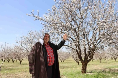 Şanlıurfa badem &uuml;retiminde Adıyaman ile yarışıyor
