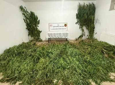 Şanlıurfa’da 2 kilo esrar ile 555 kök kenevir ele geçirildi: 3 gözaltı
