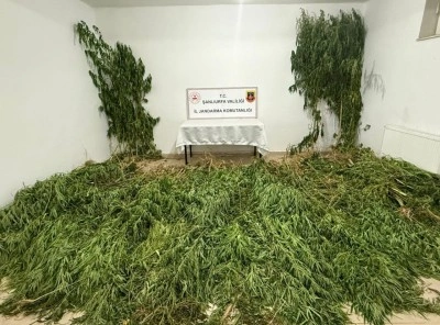 Şanlıurfa’da 2 kilo esrar ile 555 kök kenevir ele geçirildi: 3 gözaltı