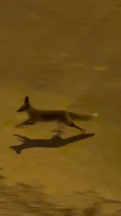 Şanlıurfa’da aç tilki kent merkezine indi
