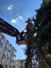 Şanlıurfa’da ağaçta mahsur kalan yavru kedi kurtarıldı