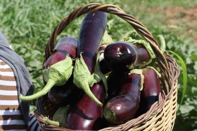 Şanlıurfa’da coğrafi işaretli ürünlerin hasadı başladı
