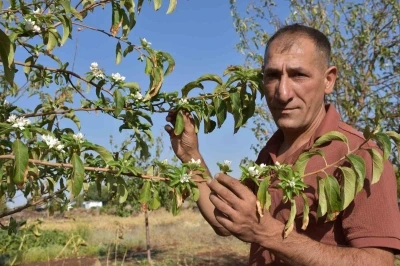 Şanlıurfa’da elma ağaçları ağustos ayında çiçek açtı
