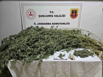 Şanlıurfa’da esrar ve kenevir bitkisi ele geçirildi
