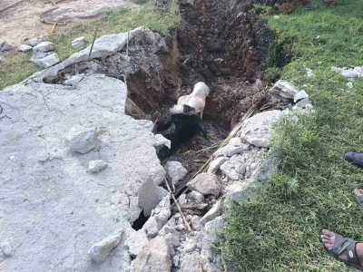 Şanlıurfa&rsquo;da foseptik &ccedil;ukuruna d&uuml;şen inek kurtarıldı
