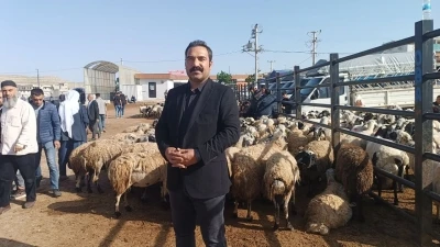 Şanlıurfa&rsquo;da komisyoncularla besicilerin rekabeti başladı
