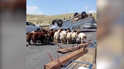 Şanlıurfa'da kurbanlık y&uuml;kl&uuml; kamyonet devrildi: 1 &ouml;l&uuml;, 1 yaralı