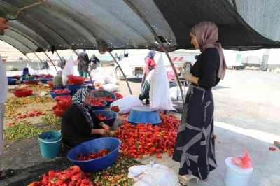 Şanlıurfa’da mevsimlik tarım işçilerine mobil sağlık hizmeti
