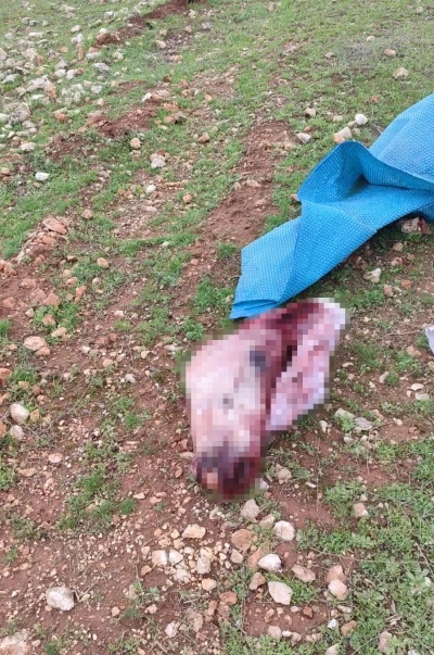 Şanlıurfa&rsquo;da mide bulandıran g&ouml;r&uuml;nt&uuml;ler: Kesilmiş at kafası ve par&ccedil;aları bulundu
