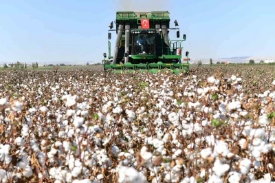 Şanlıurfa’da pamuk koruma altında
