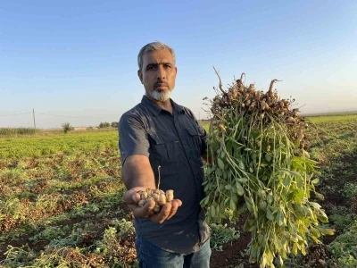 Şanlıurfa’da pamuk yerini yer fıstığına bırakıyor
