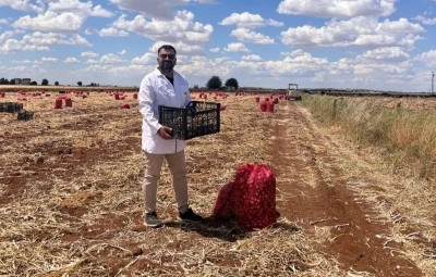 Şanlıurfa&rsquo;da sarımsak hasadı devam ediyor
