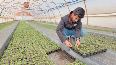 Şanlıurfa&rsquo;da seralarda 400 bin yazlık &ccedil;i&ccedil;ek &uuml;retiliyor
