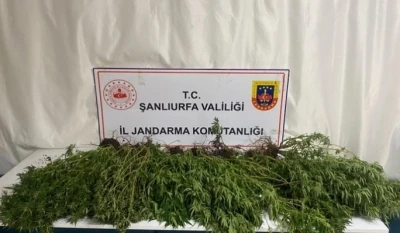 Şanlıurfa’da silah, uyuşturucu ve 196 kök kenevir bitkisi ele geçirildi
