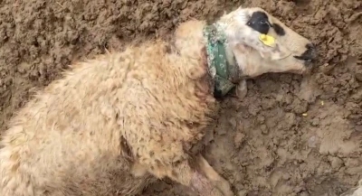 Şanlıurfa’da sürüye saldıran kurt 18 koyunu telef etti
