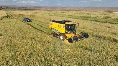 Şanlıurfa’da yetişen Karacadağ pirincinde hasat başladı
