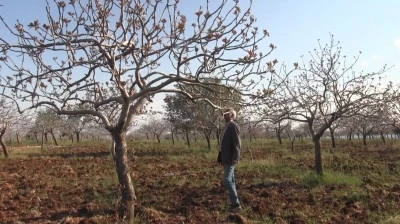 Şanlıurfa&rsquo;da yoğun kar yağışları &ccedil;ift&ccedil;inin y&uuml;z&uuml;n&uuml; g&uuml;ld&uuml;rd&uuml;
